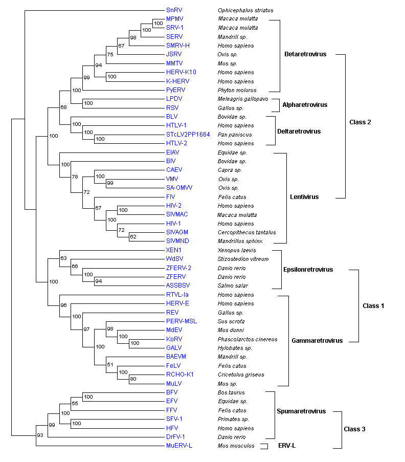 POL retroviridae.png