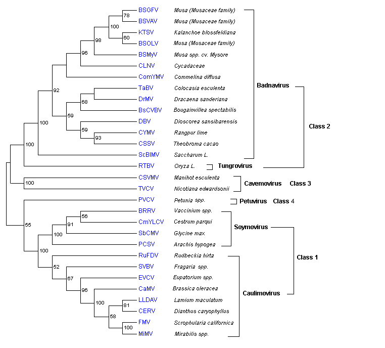 POL caulimovirus.png