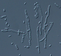 Kluyveromyces marxianus.jpg