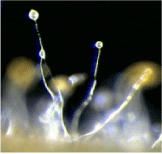 Dictyostelium discoideum.gif