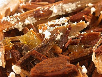 Phanerochaete chrys.jpeg