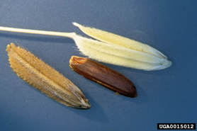 Oryza longistaminata.jpg