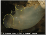 Ciona intestinalis.gif