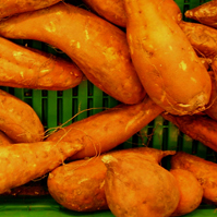 Ipomoea batatas.jpg