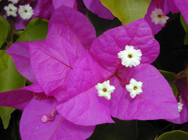 Bougainvillea spectabilis.jpg