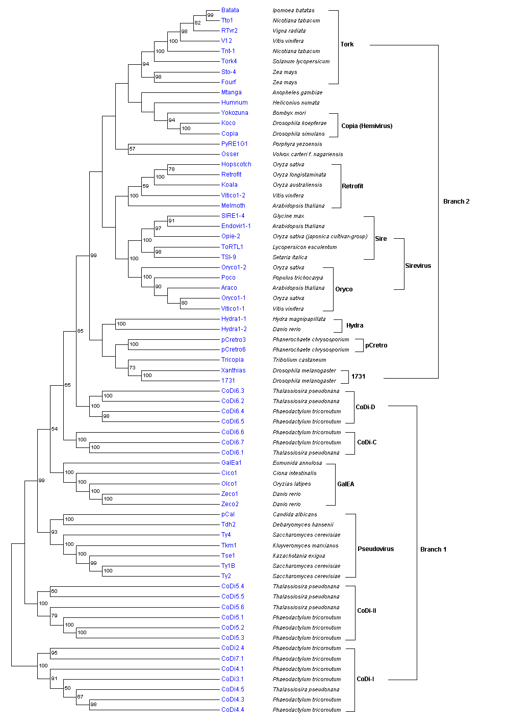 GAGPOL ty1 copia.png
