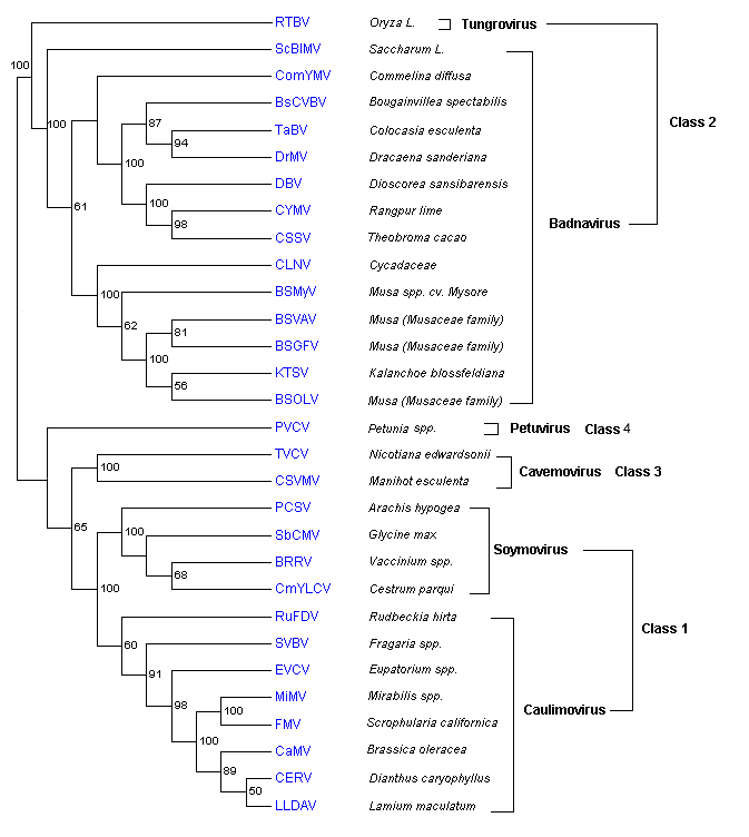 COATPOL caulimovirus.png