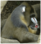 Mandrillus sphinx.gif